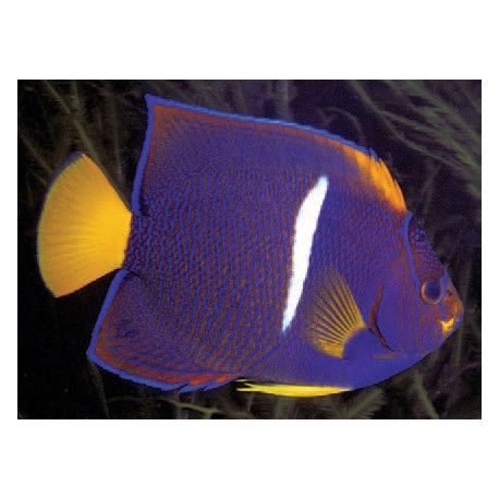 Holacanthus Passer : 8-10 cm  