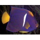 Holacanthus Passer adulte : 15-18 cm  