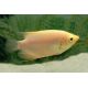 Gourami géant Gold 6-7cm