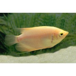 Gourami Géant Gold 6-7cm