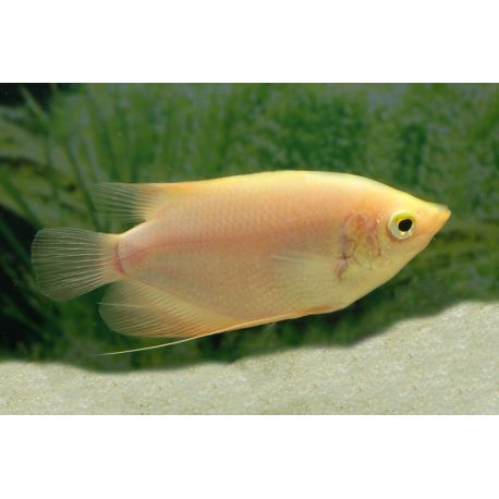 Gourami géant Gold 6-7cm
