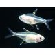 Pristella Maxillaris Gold 7-8 cm 2,90 €