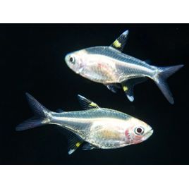 Pristella Maxillaris Gold 7-8 cm 2,90 €