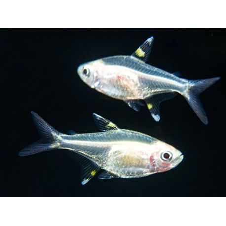 Pristella Maxillaris Gold 7-8 cm 2,90 €