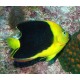 Holacanthus Tricolor : 3-5 cm  