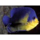Paracentropyge Venusta  1-2cm (élevage) 185,00 €