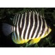 Paracentropyge Multifasciata élevage 2-3 cm 129,50 €