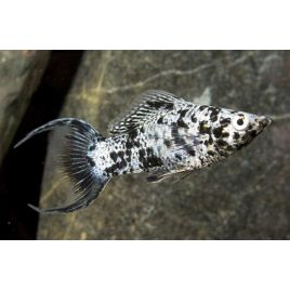 Poecilia Sphenops Molly dalmatien lyre 