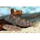 Steatocranus Casuarius 14,50 €
