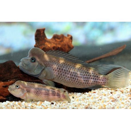 Steatocranus Casuarius