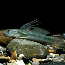 Sicyopterus Lagocephalus