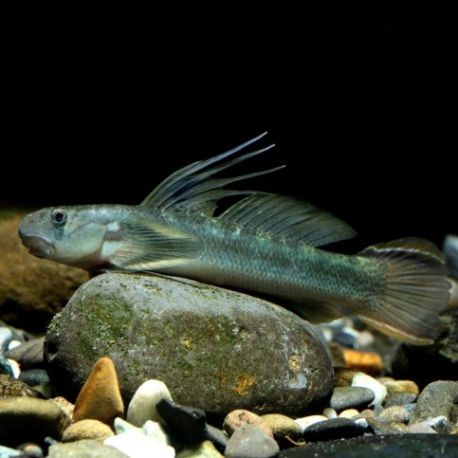 Sicyopterus Lagocephalus