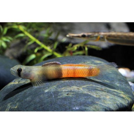 Sicyopus Zosterophorus