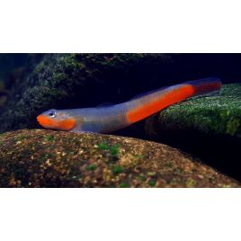 Sicyopus Exallisquamulus