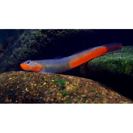 copy ofSicyopus Zosterophorus