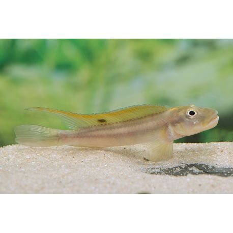 Steatocranus Tinanti