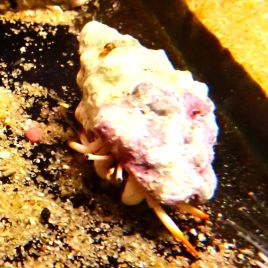 Calcinus minutus (blanc à pattes oranges) 2-3 cm