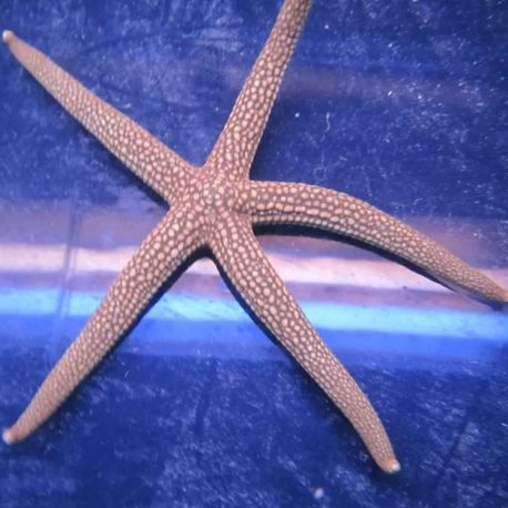 Nardoa novaecaledoniae 12-15 cm