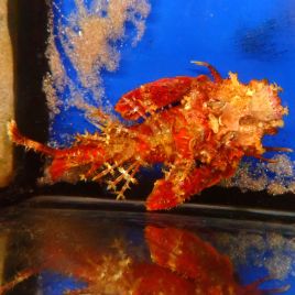 Inimicus didactylus 10-12 cm