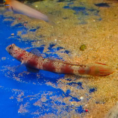 Amblyeleotris latifasciata : 6 à 10 cm