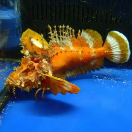 Inimicus didactylus orange 12-14 cm