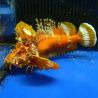 Inimicus didactylus orange 12-14 cm