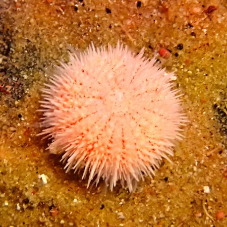 Salmacis sp 'pink lady' (oursin nain rose) 1-2 cm