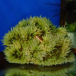 Radianthus malu (anémone à pied jaune) 10-12 cm