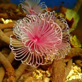 Megalomma vesiculosum lanigera - Spirographe mauve