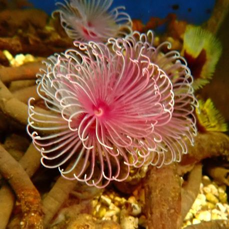 Megalomma vesiculosum lanigera - Spirographe mauve