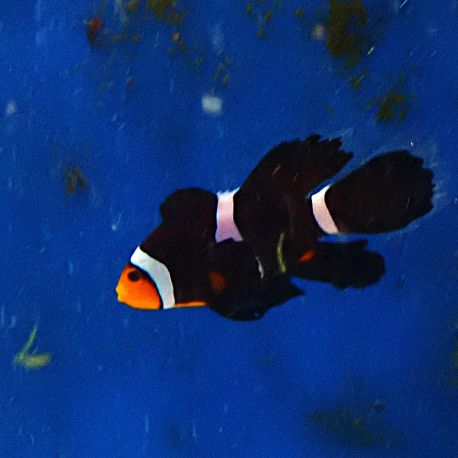 Amphiprion ocellaris black voilé (4-5 cm)