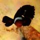 Amphiprion ocellaris black voilé (4-5 cm)