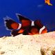 Amphiprion ocellaris voilé (4-5 cm)