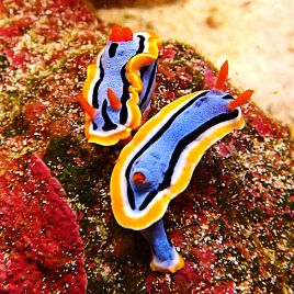Chromodoris sp - limace colorée 2-3cm