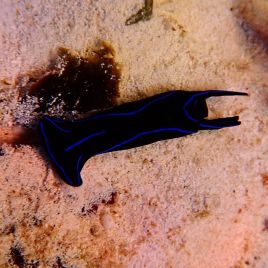 Chelidonura varians (Mangeuse de planaires)