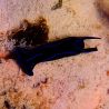 Chelidonura varians (Mangeuse de planaires)