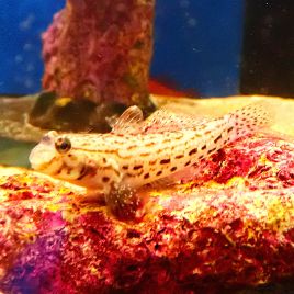 Istigobius ornatus 5-7 cm