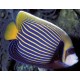 Pomacanthus Imperator adulte : 15-20 cm 319,50 €