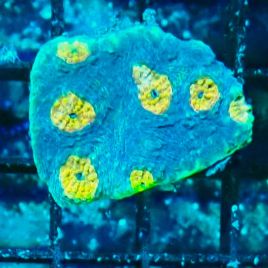 Bouture goniastrea coeur orange