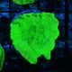 Bouture leptoseris vert fluo 