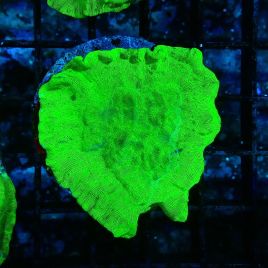 Bouture leptoseris vert fluo 