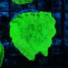 Bouture leptoseris vert fluo