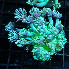 Bouture Goniopora stockesi (longs polypes)