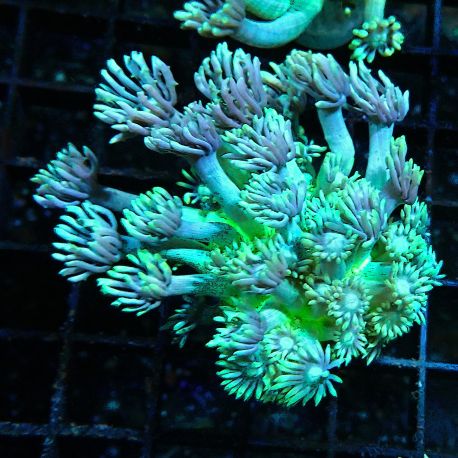 Bouture Goniopora stockesi (longs polypes)
