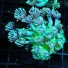 Bouture Goniopora stockesi (longs polypes)