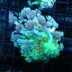 Bouture Goniopora stockesi (longs polypes)