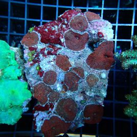 Discosomas rouges à points mauves 8-10 cm