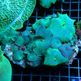 Discosomas bleus 8-10 cm