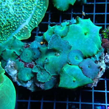 Discosomas bleus 8-10 cm