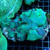 Discosomas bleus 8-10 cm